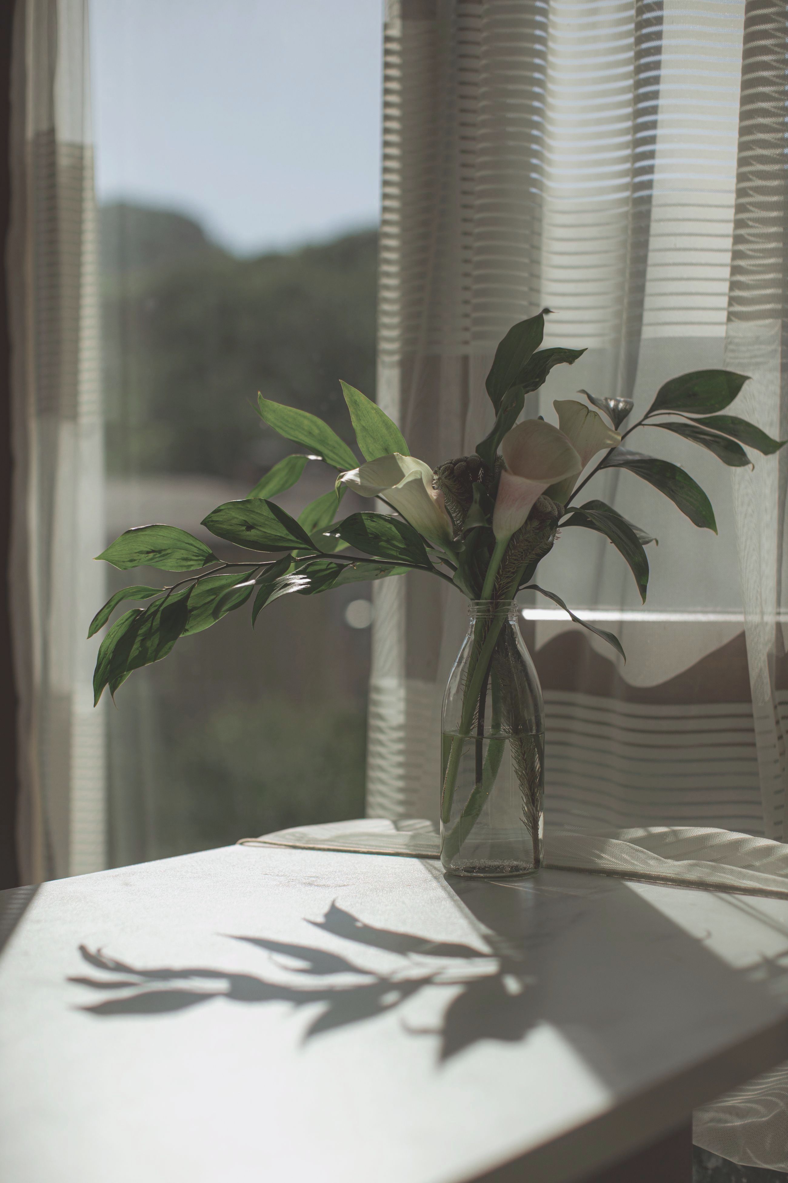 A branch in a glass vase, its shadow falling across the table in window light